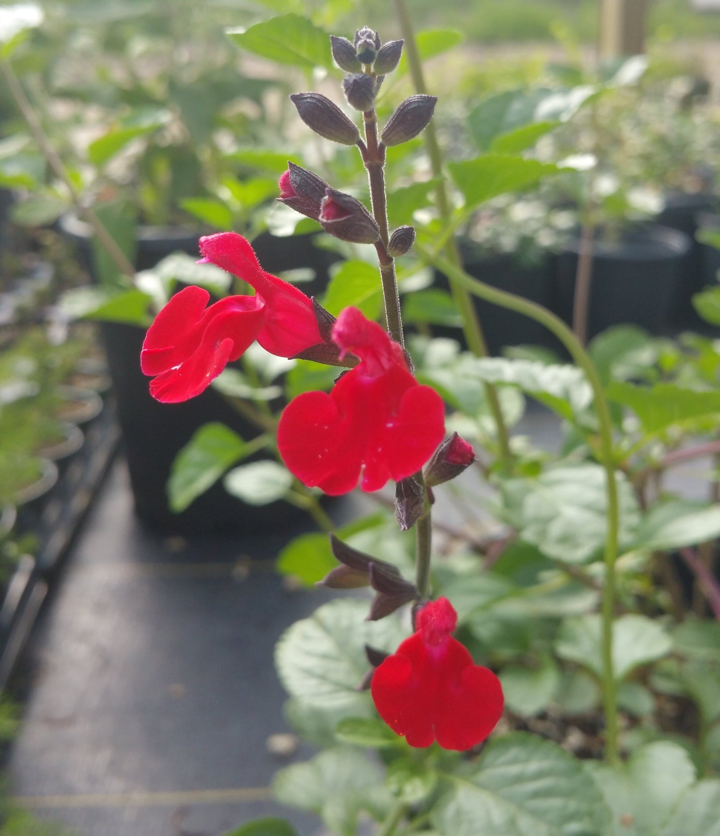 Salvia greggii --Red Velvet Autumn Sage--