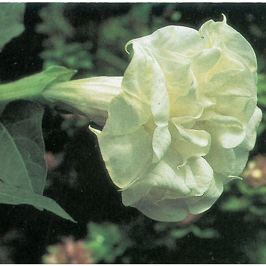 DEVIL'S TRUMPET --Datura metel 'Alba'--