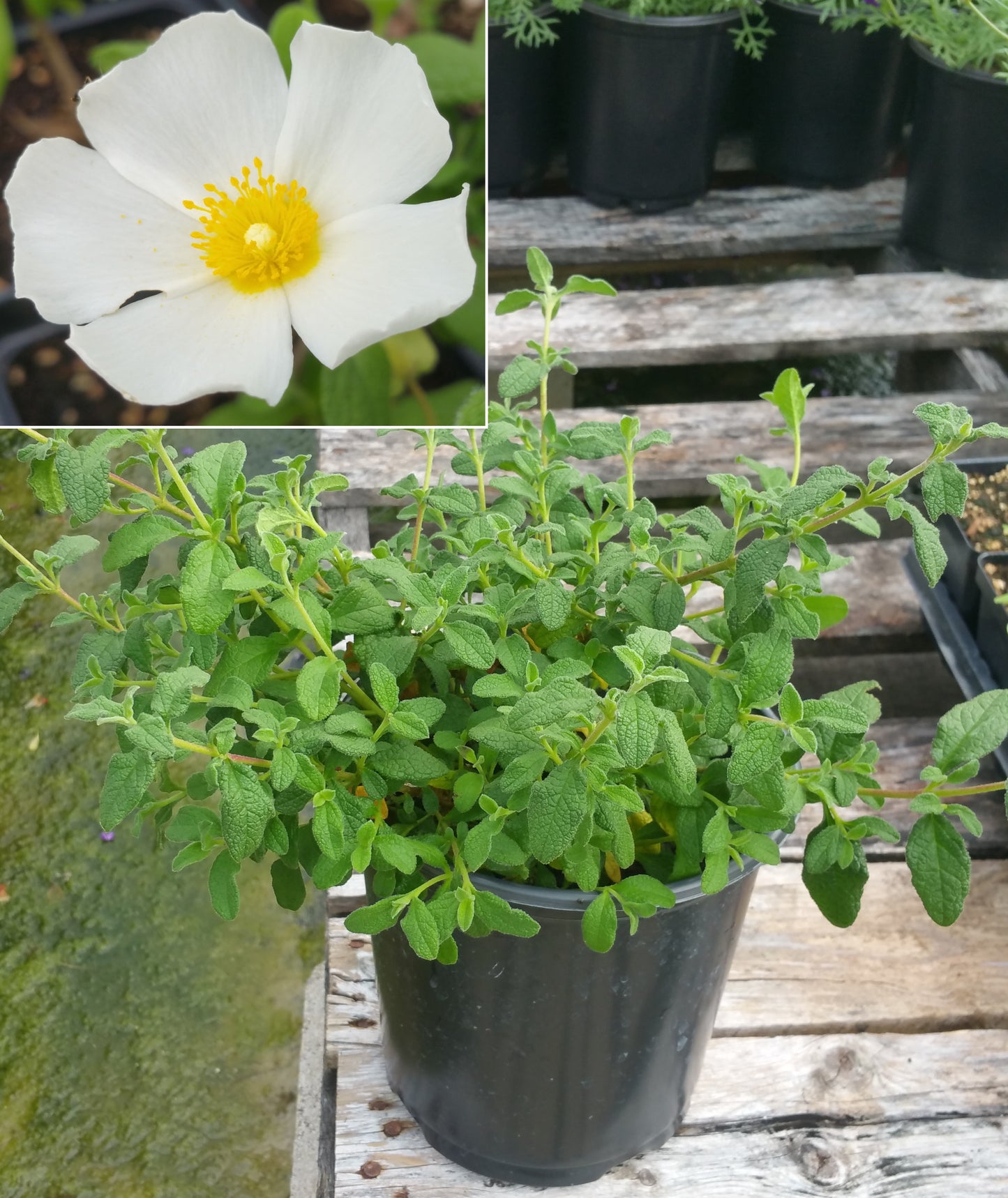 Cistus salviifolius 'Prostratus' --Sageleaf Rock Rose--