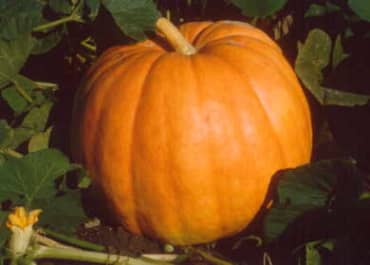 PUMPKIN 'Big Max'