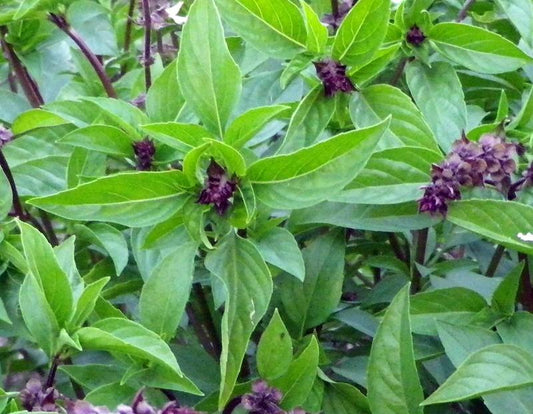 BASIL 'Cinnamon' --Ocimum basilicum--