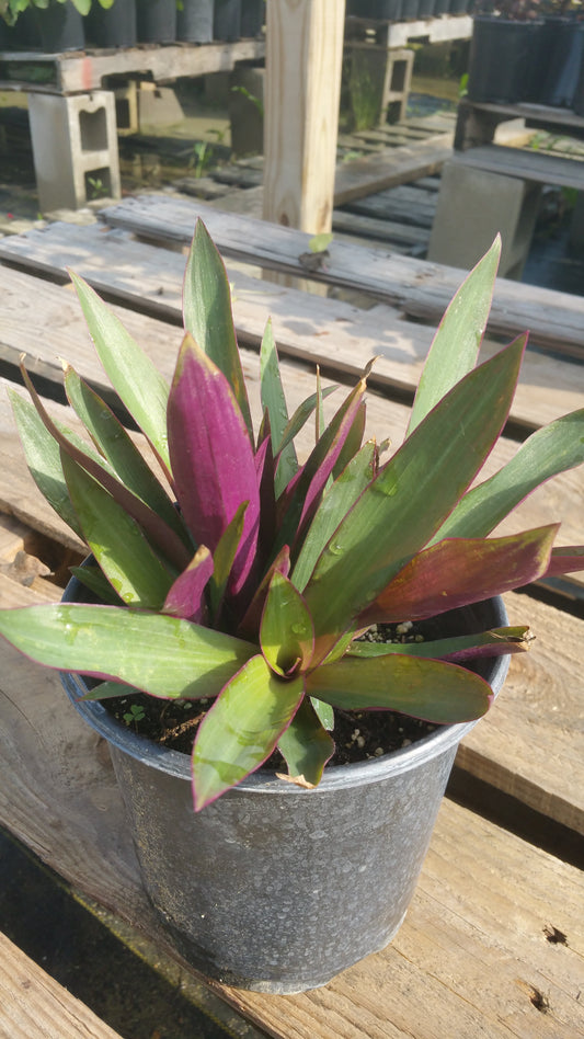 Rhoeo Spathacea --Discolor Moses-in-the-Cradle--