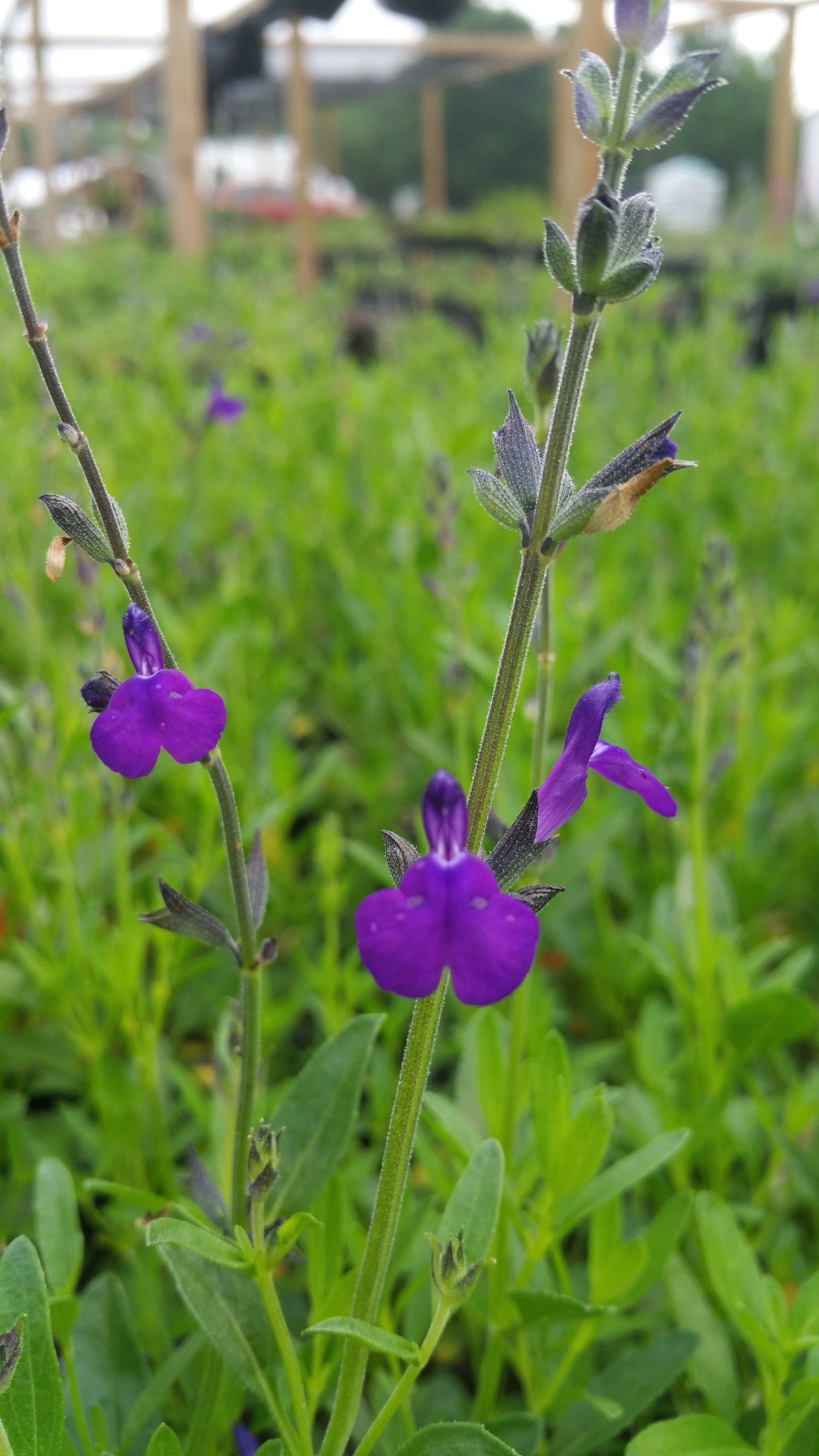 Salvia greggii x lycioides --Nuevo Leon Autumn Sage--
