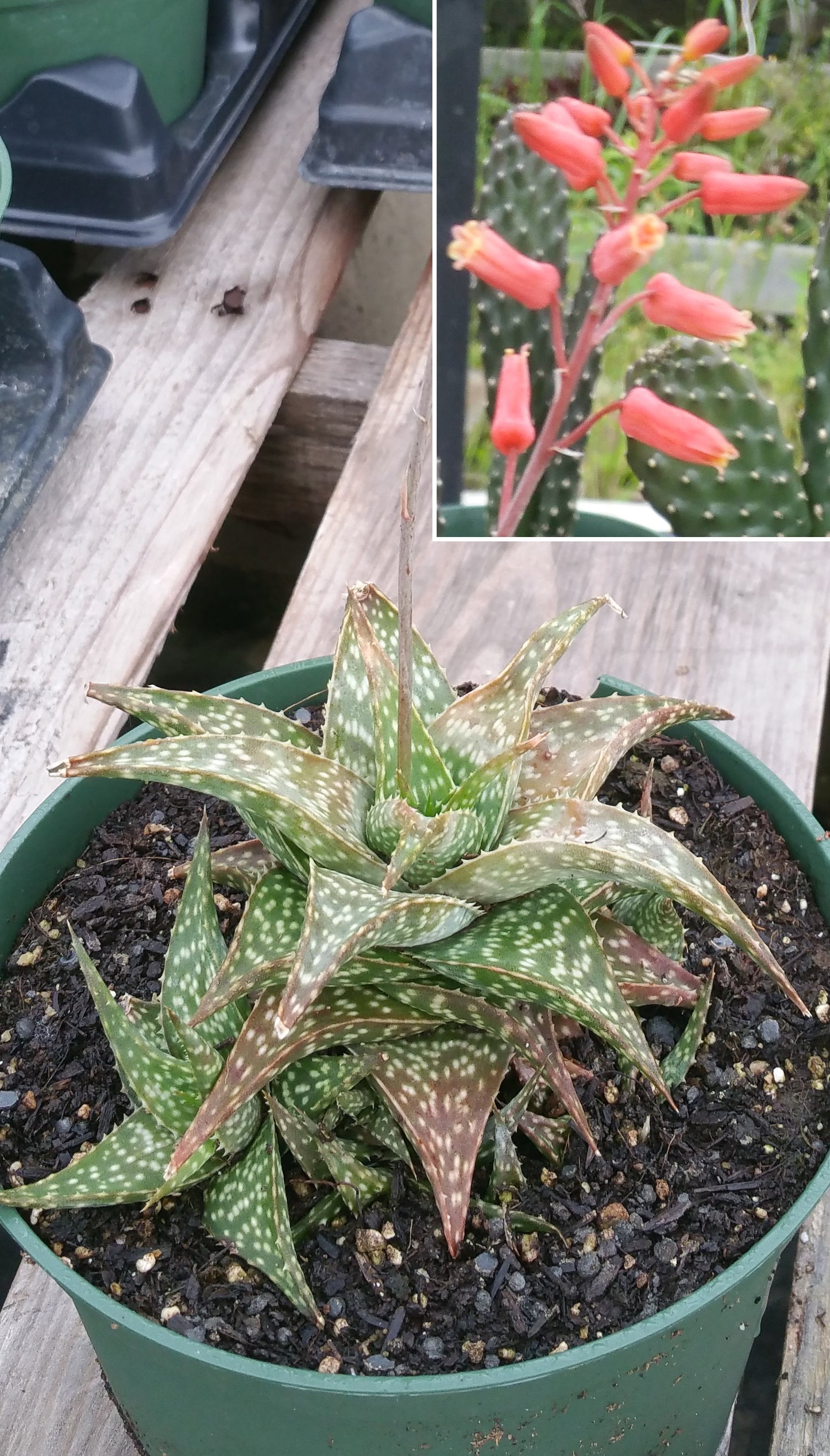 Aloe descoingsii --Miniature Aloe--