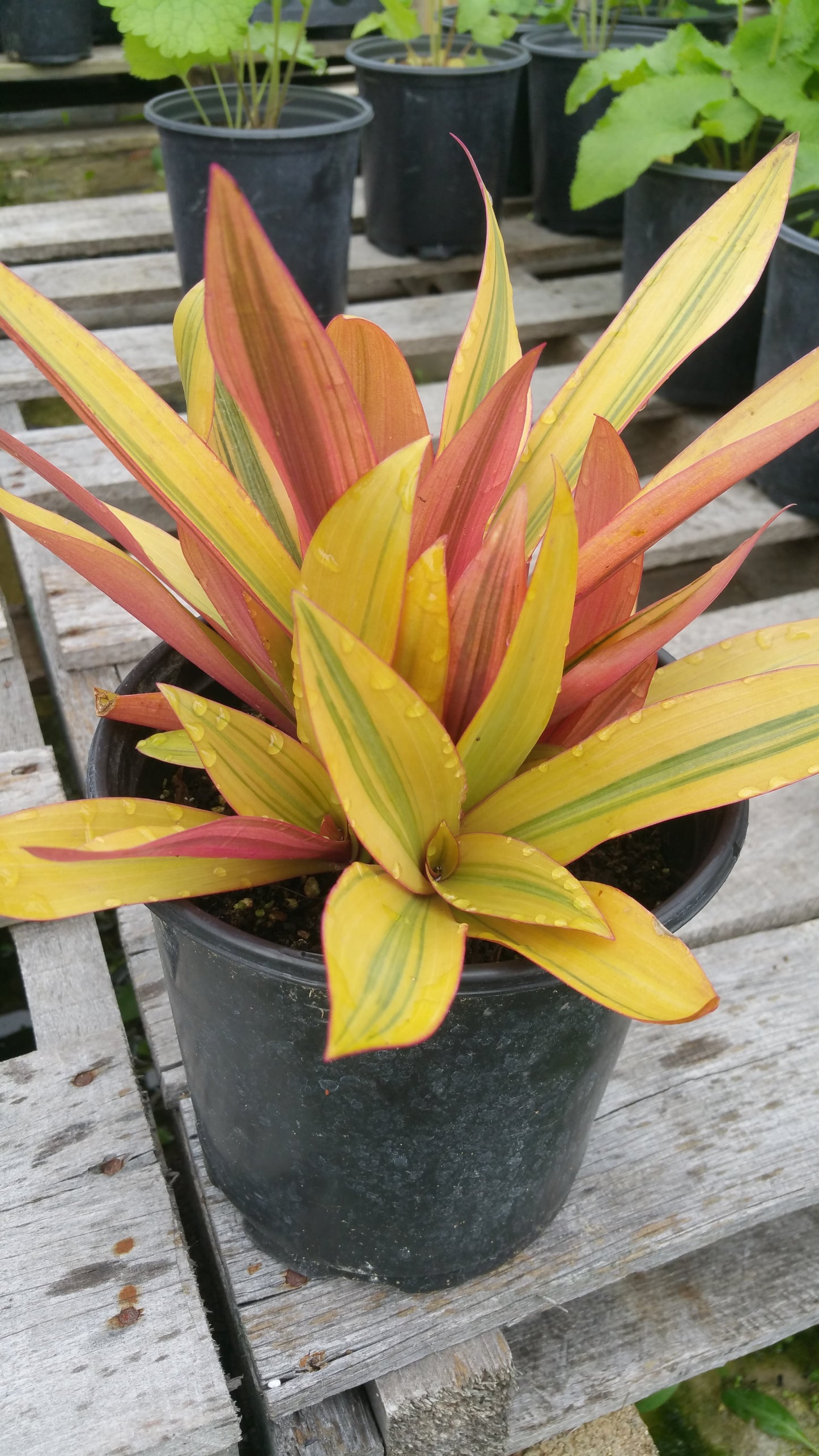 Rhoeo spathacea --Sitara's Gold Moses-in-the-Cradle--
