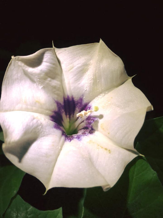 DEVIL'S TRUMPET --Datura discolor--
