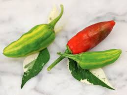 PEPPER 'Fish'