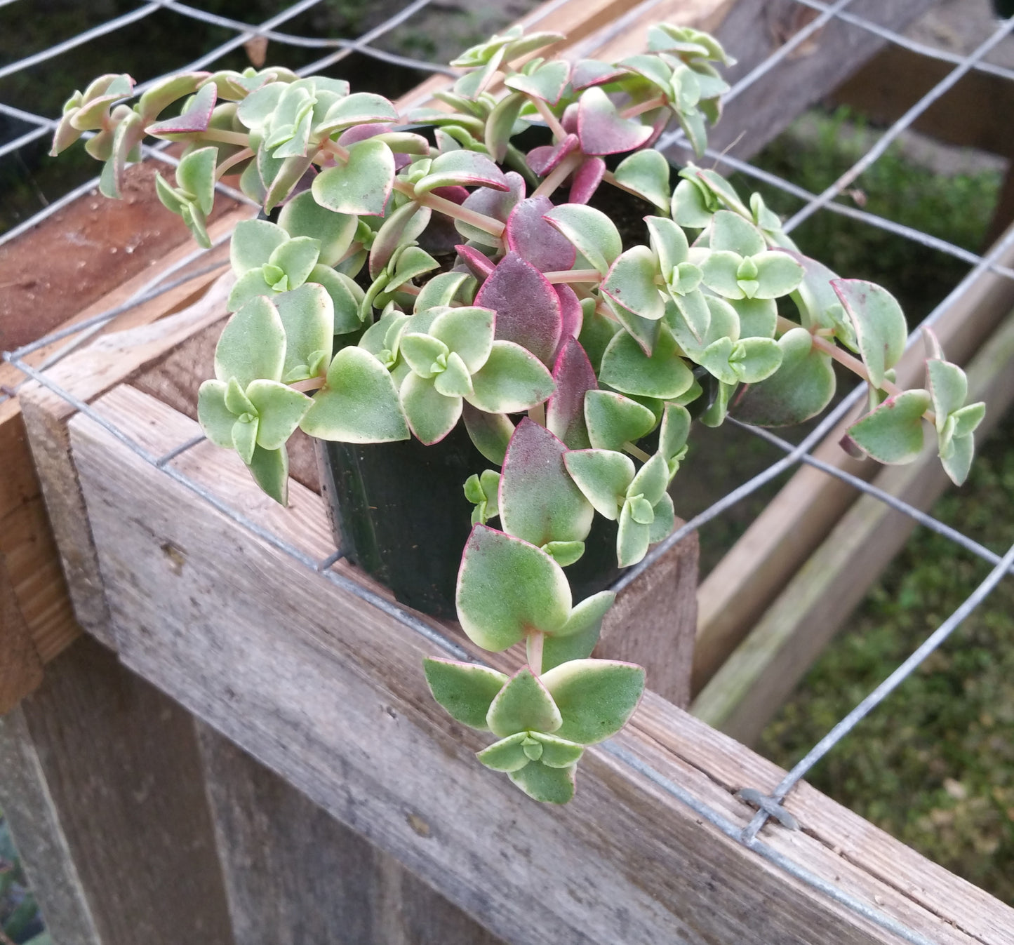 Crassula marginalis rubra 'Variegata' --Calico Kitten Crassula--