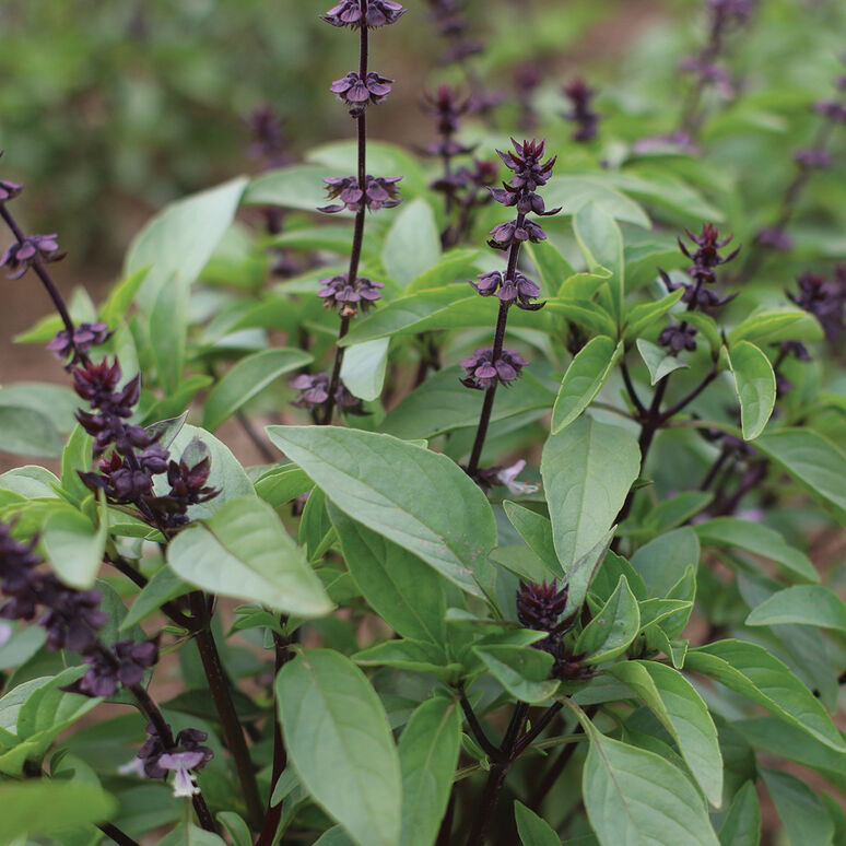 BASIL 'Thai Sweet' --Ocimum basilicum--