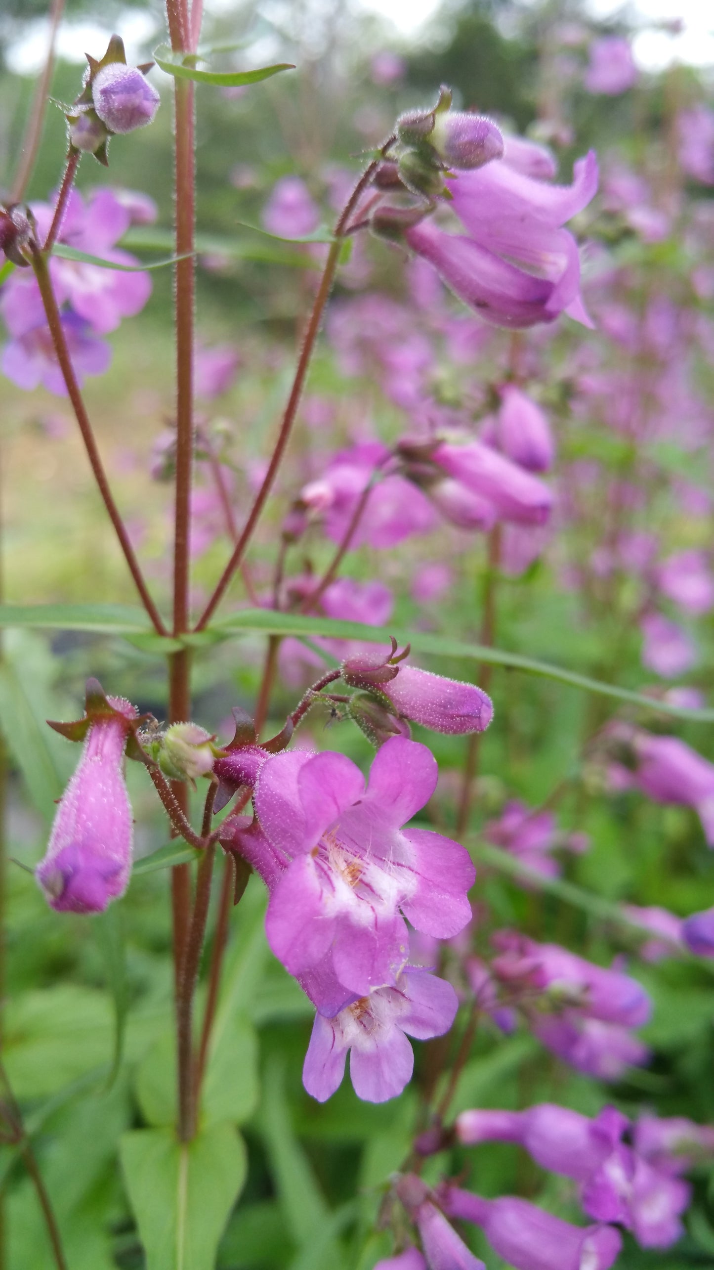 Penstemon tenuis --Brazos Penstemon--