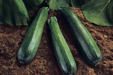 SQUASH 'Spineless Beauty'