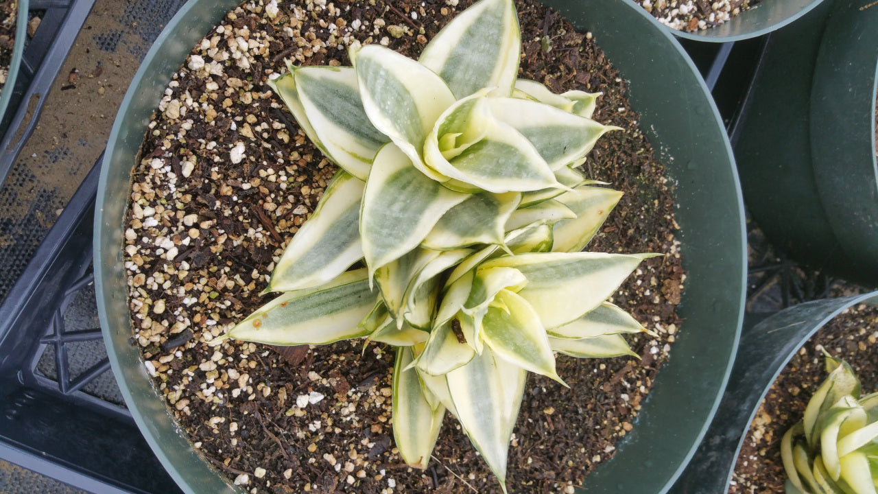 Sansevieria trifasciata --Golden Hahnii Snake Plant--