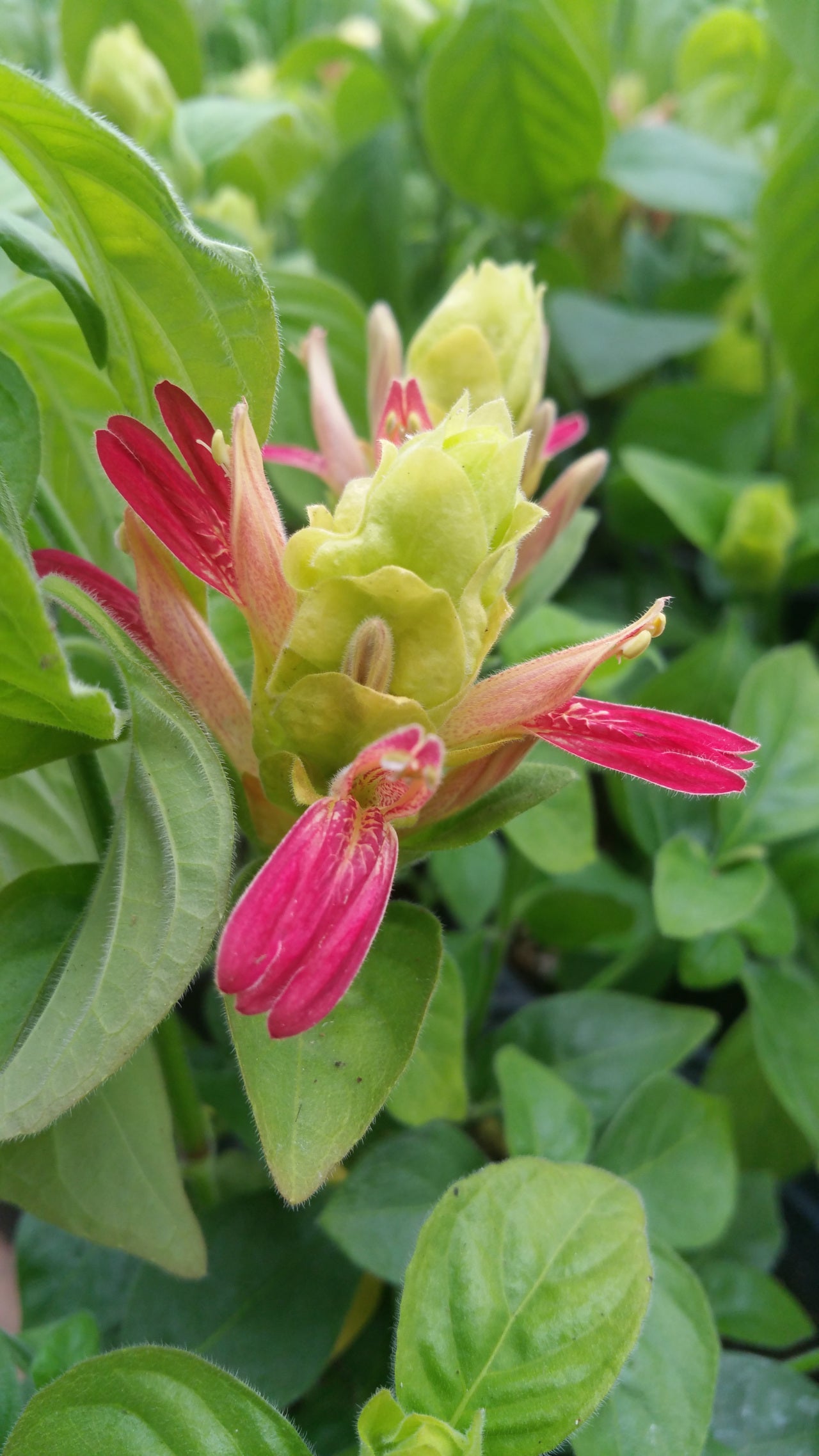 Justicia brandegeana --Fruit Cocktail Shrimp Plant--