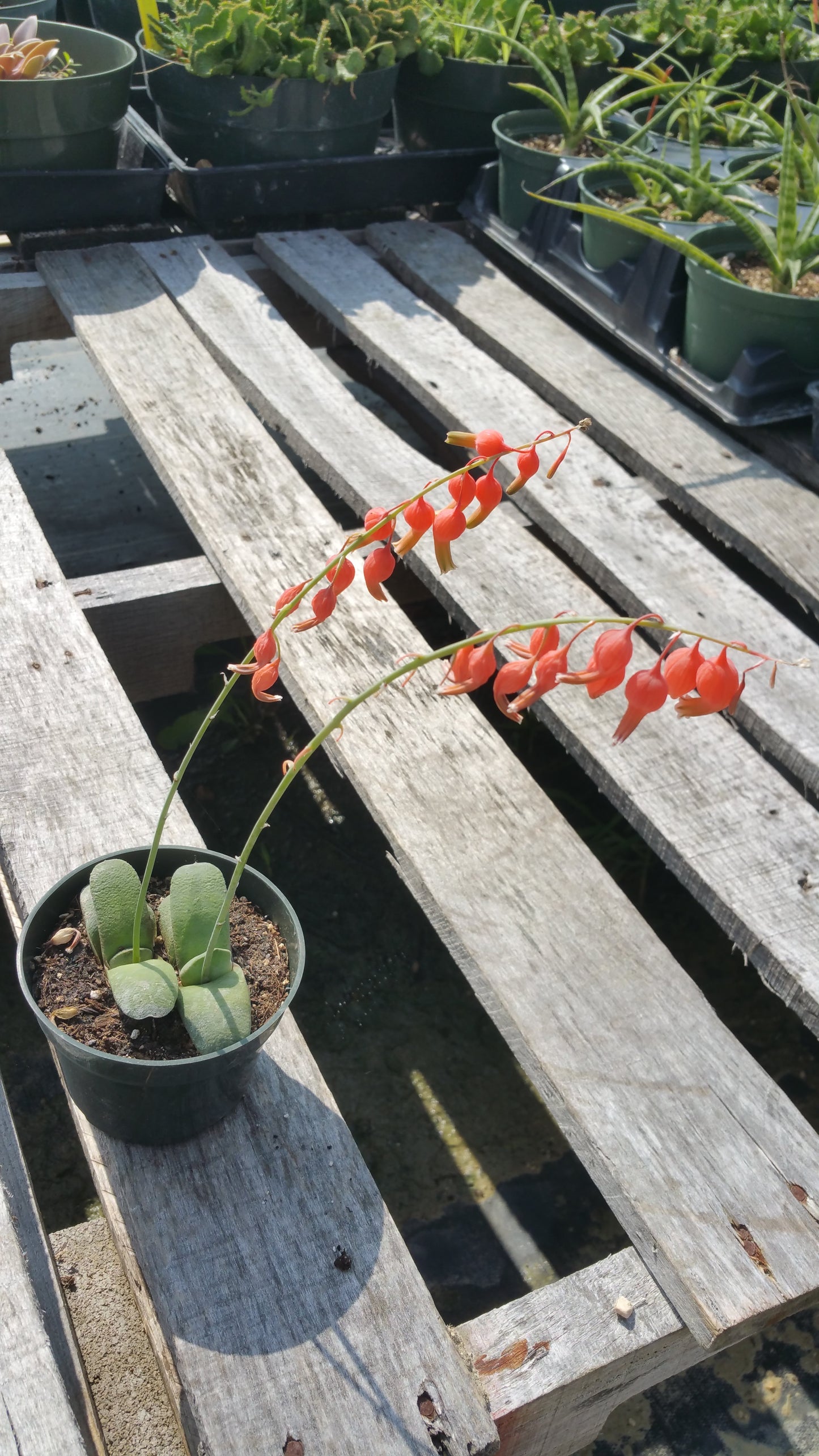 Gasteria glomerata --Cow Tongue--