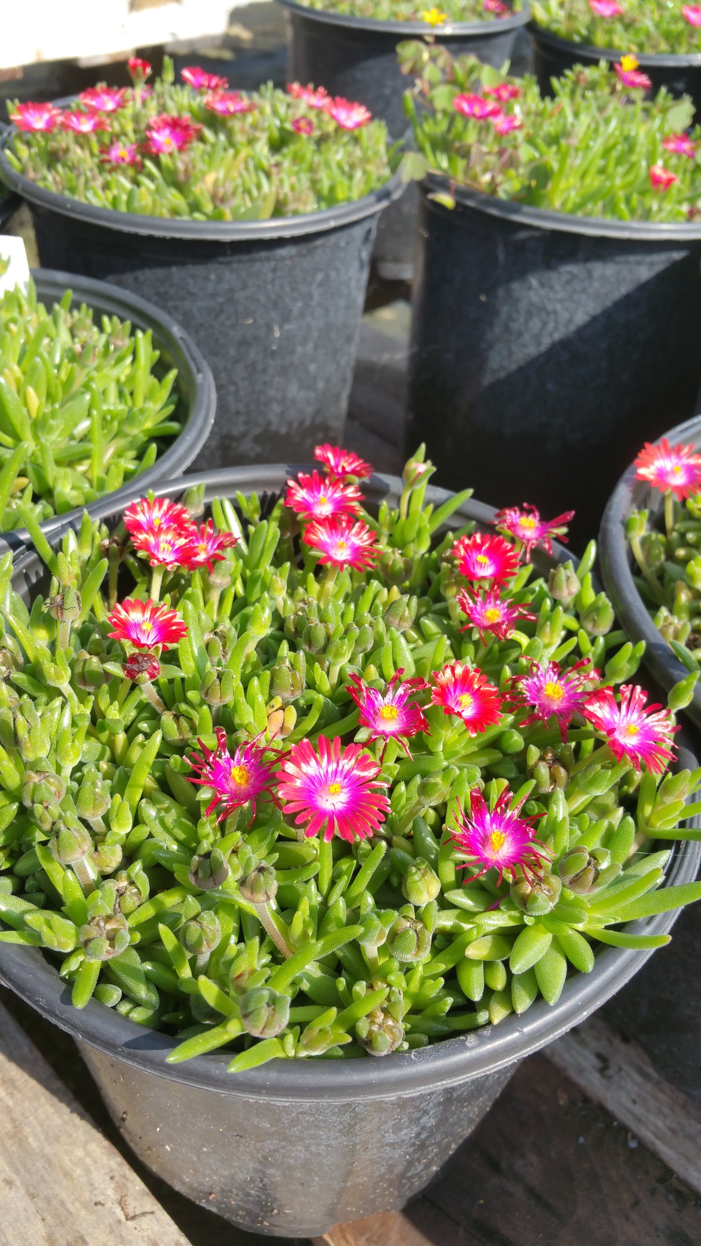 Delosperma cooperi --Garnet Jewel of the Desert--