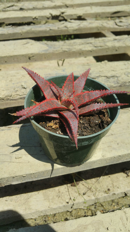 Aloe 'Christmas Carol'