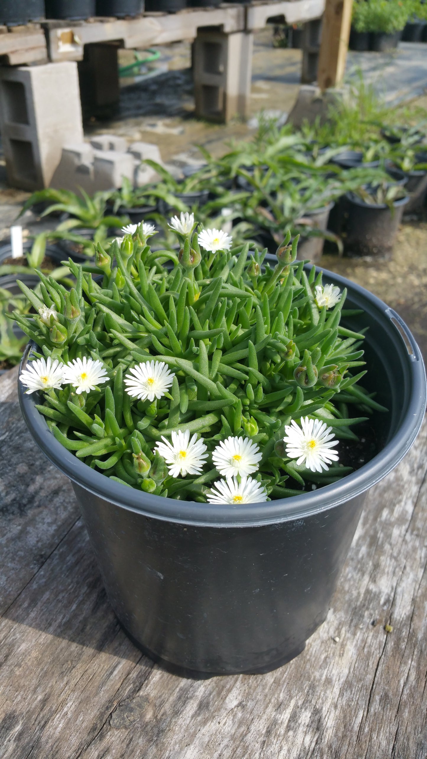 Delosperma cooperi --Moonstone Jewel of the Desert--