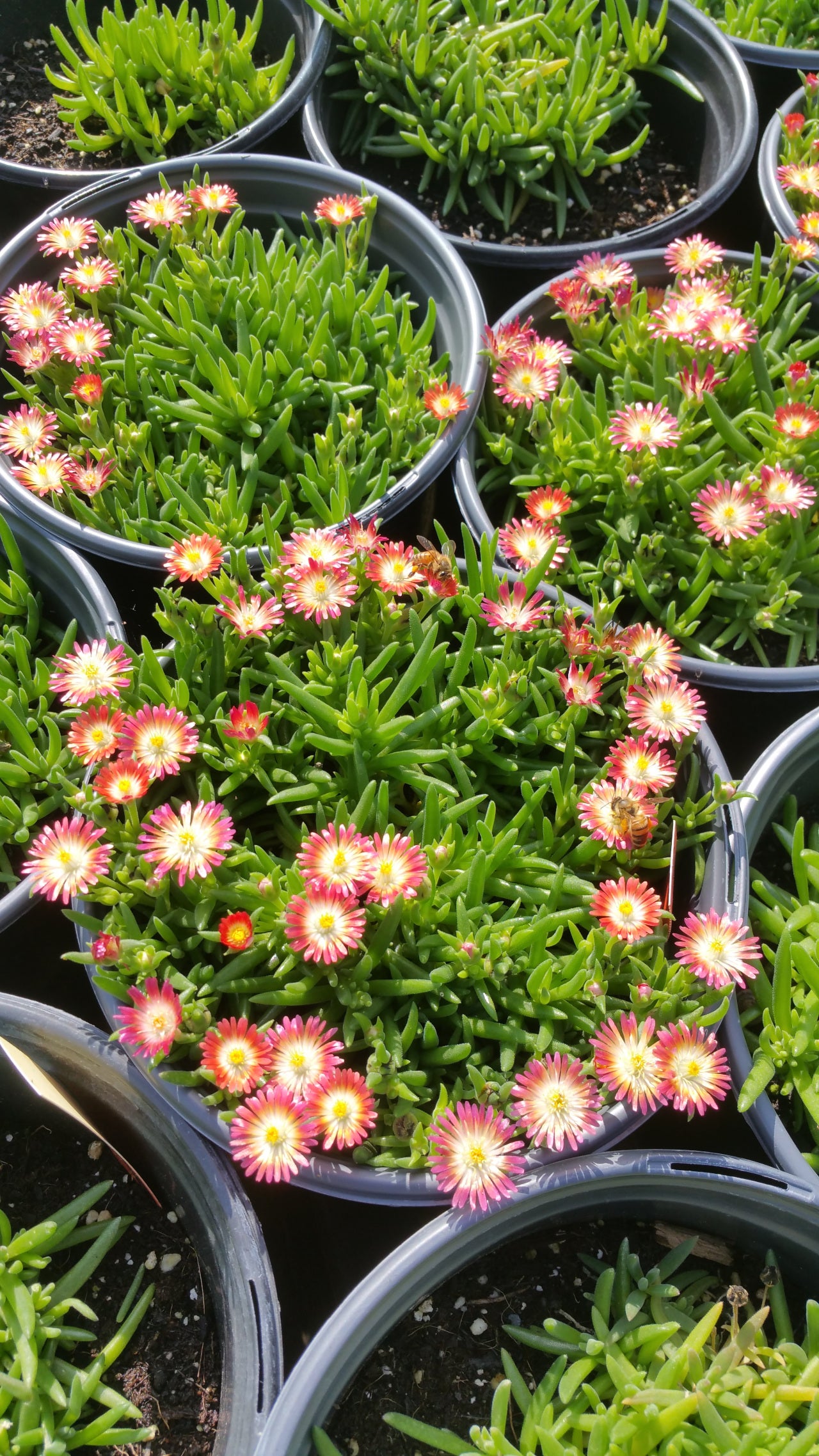 Delosperma cooperi --Ruby Jewel of the Desert--