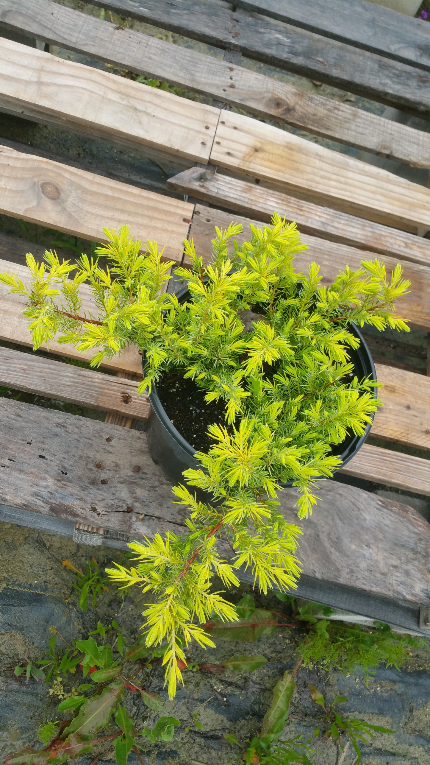 Juniperus conferta --All Gold Shore Juniper--