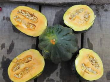SQUASH 'Table Queen Acorn'