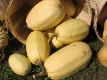 SQUASH 'Spaghetti'