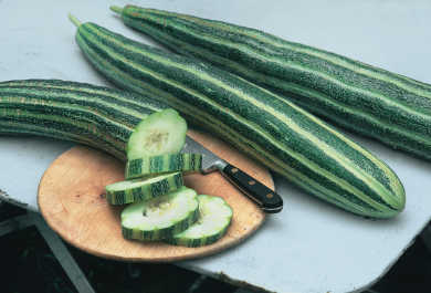 CUCUMBER 'Painted Serpent'