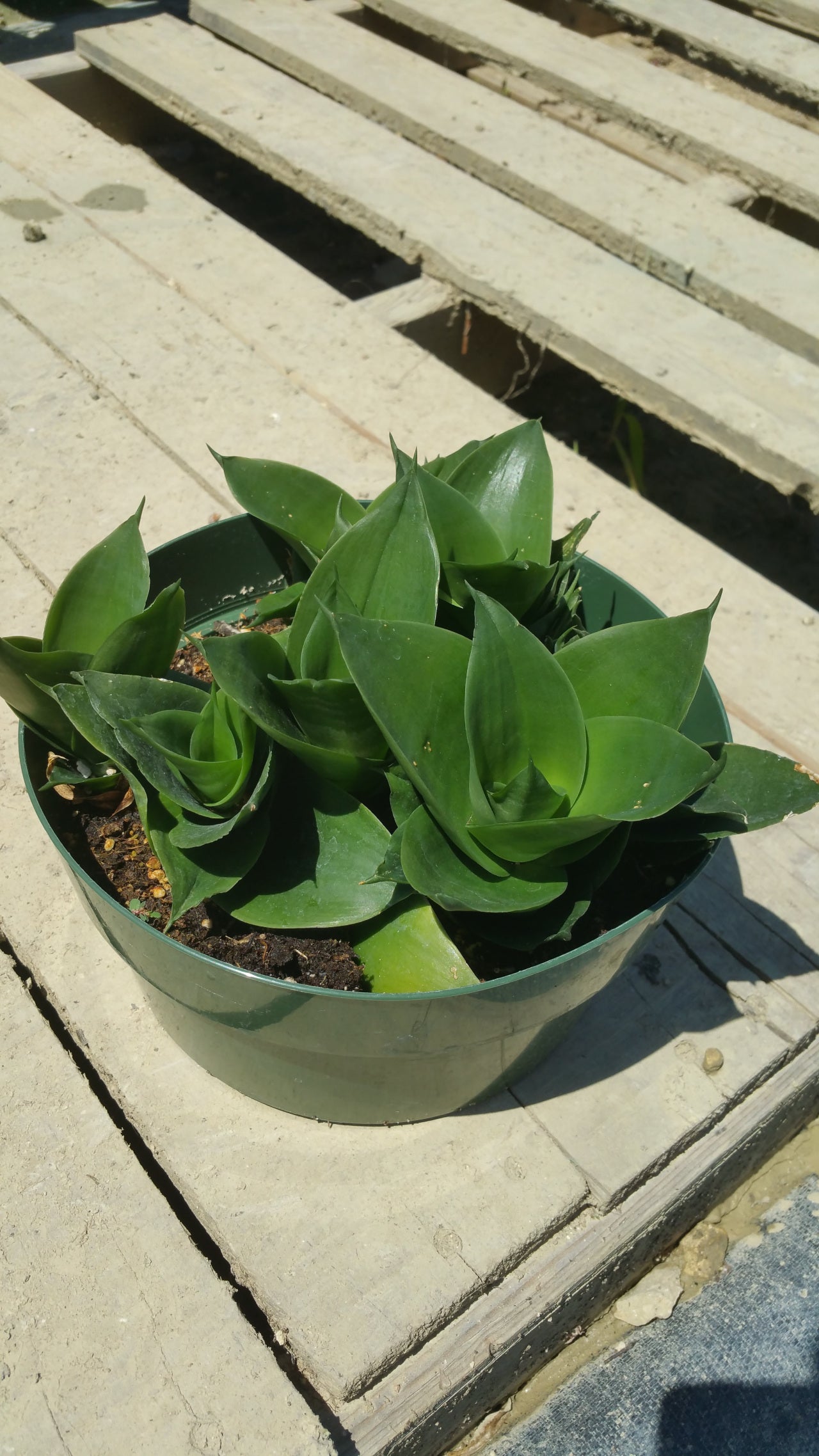 Sansevieria trifasciata --Jade Dwarf Snake Plant--