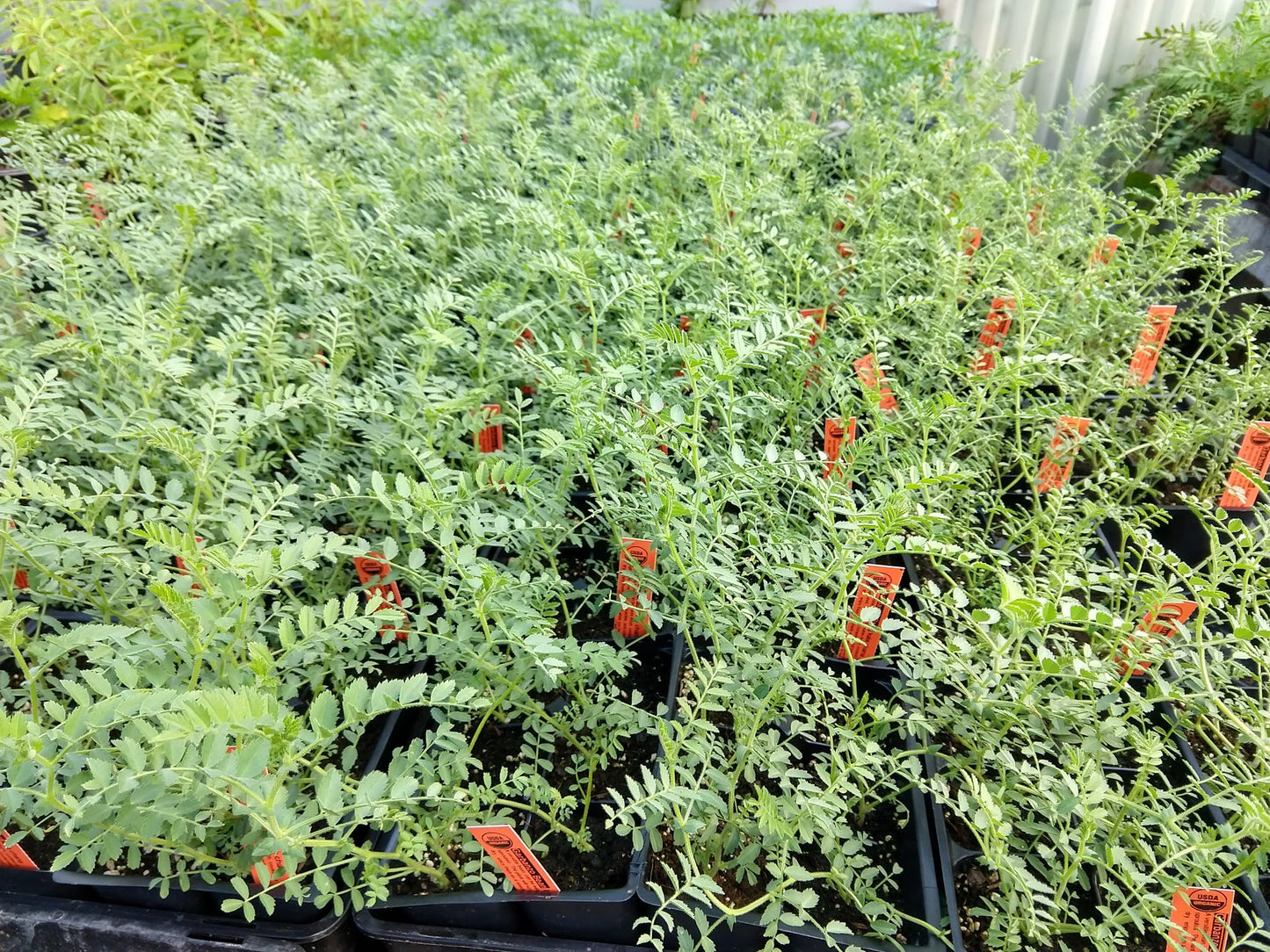 BEAN 'Kala Chana Garbanzo'
