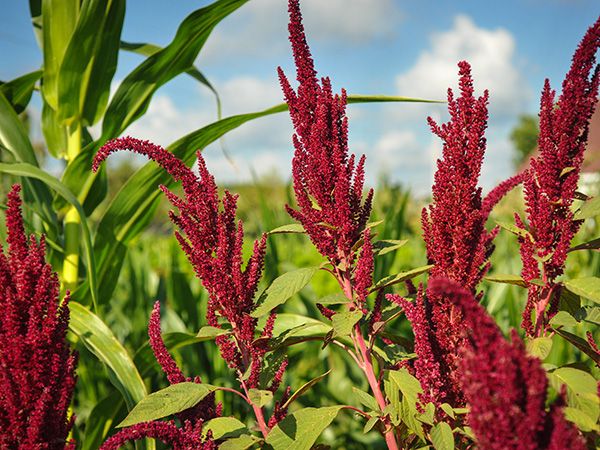 AMARANTH 'Opopeo'