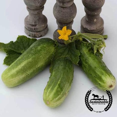 CUCUMBER 'Double Yield'