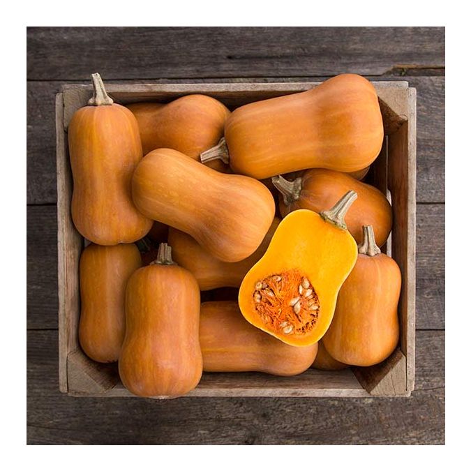 SQUASH 'Honeynut Butternut'