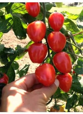 TOMATO 'Gardener's Sweetheart'