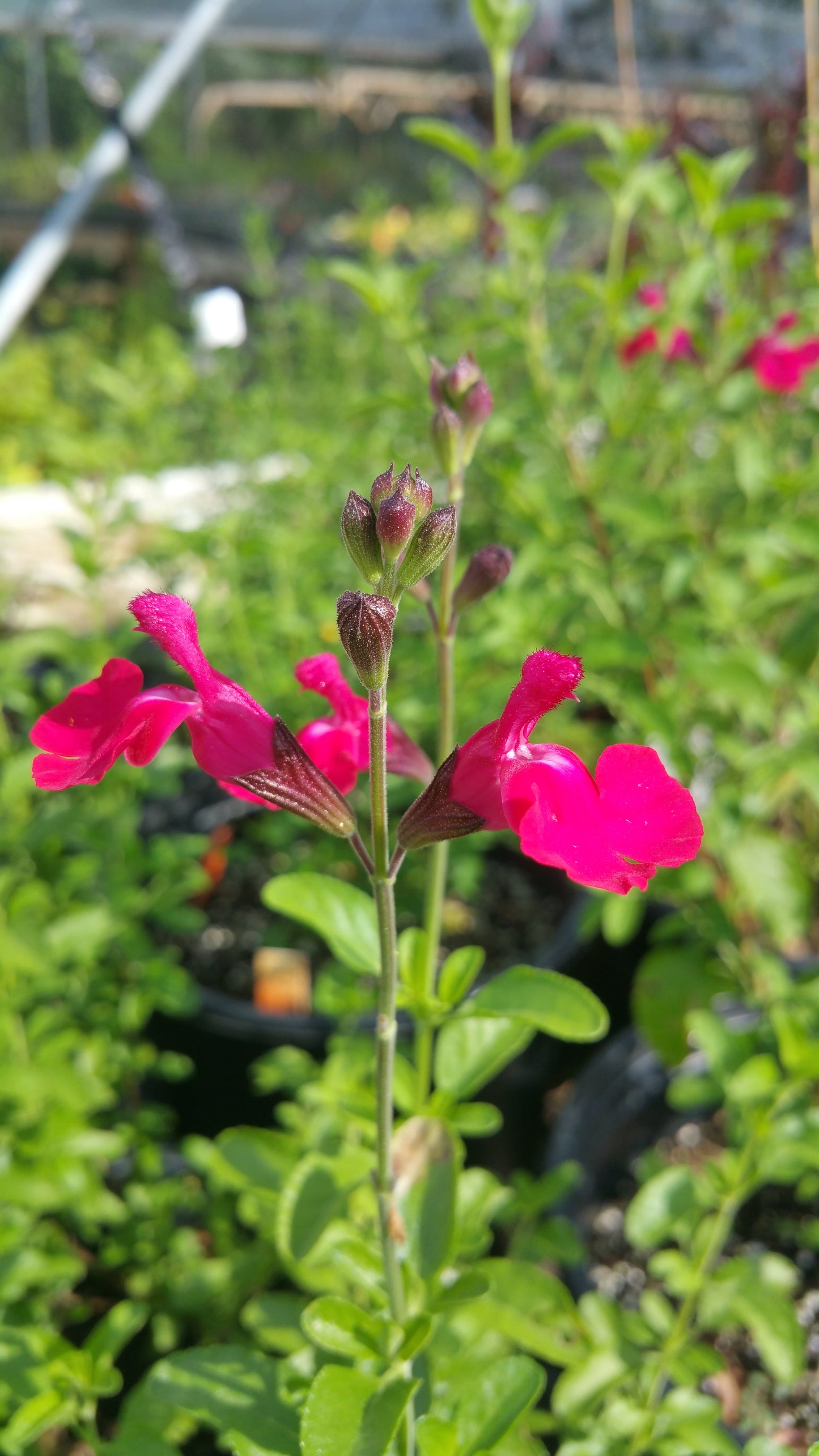 Salvia greggii --Fuchsia Velvet Autumn Sage--