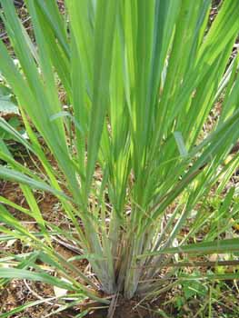 LEMONGRASS 'Flexuosus' --Cymbopogon flexuosus--