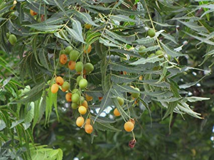 NEEM --Azadirachta indica--