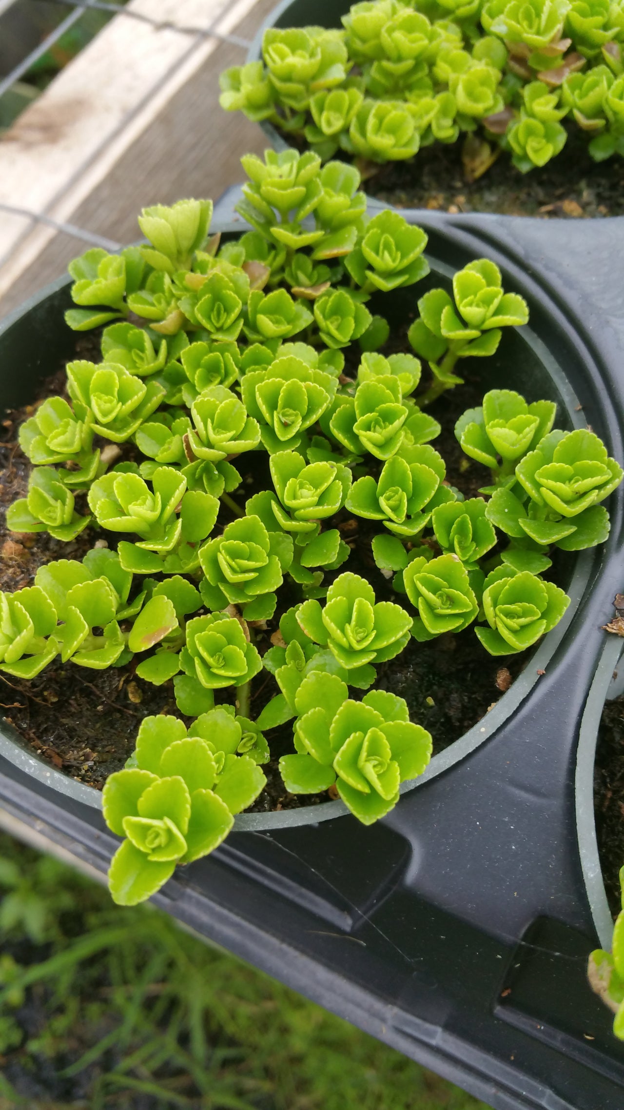 Pilea depressa --Baby Tears--