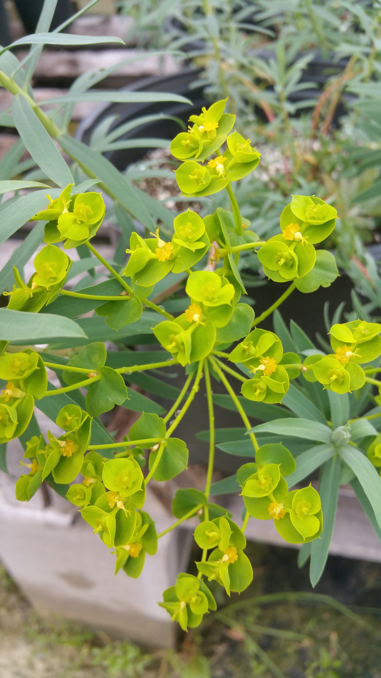 Euphorbia x --Dwarf Blue Elf Spurge--