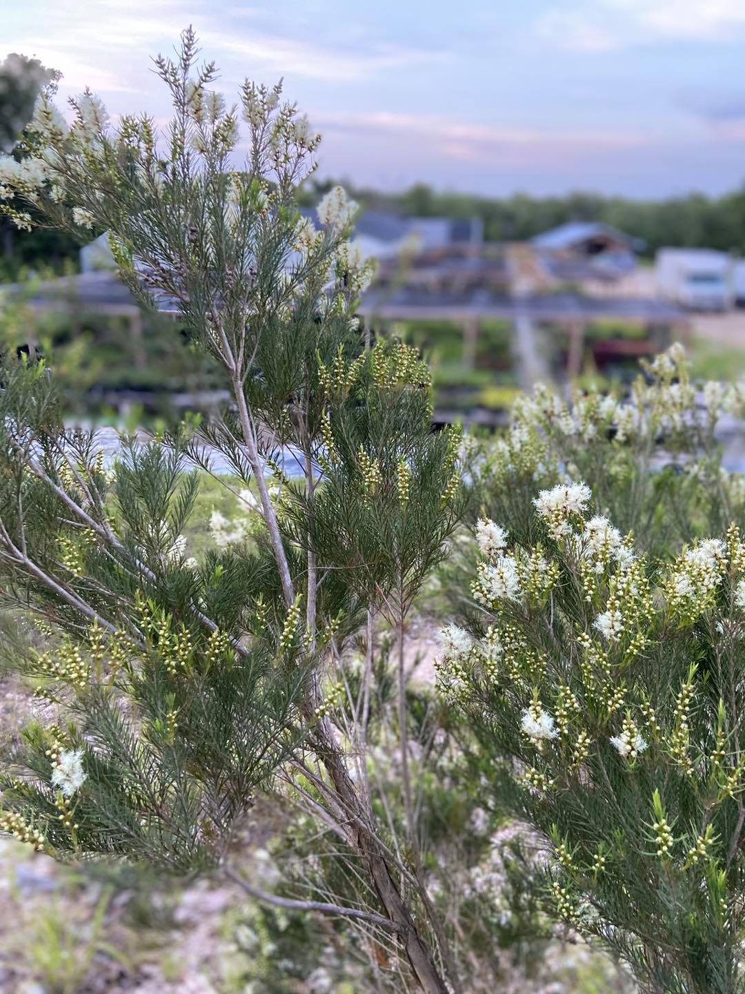TEA TREE --Melaleuca alternafolia--