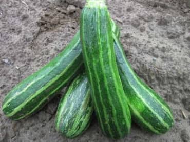 SQUASH 'Cocozelle'