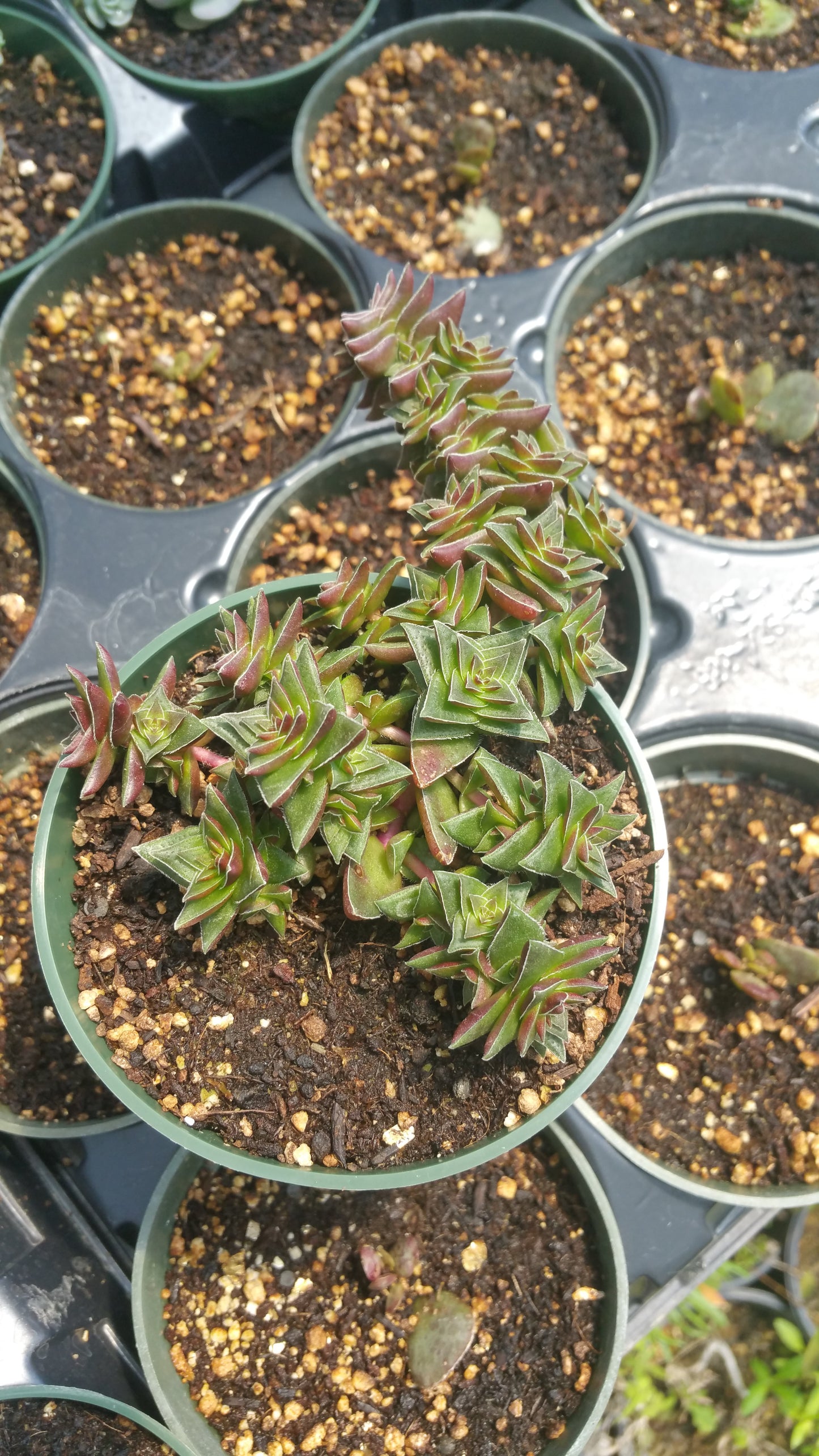 Crassula 'Caput Minima'