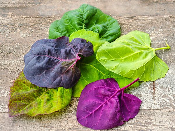 ORACH 'Aurora'