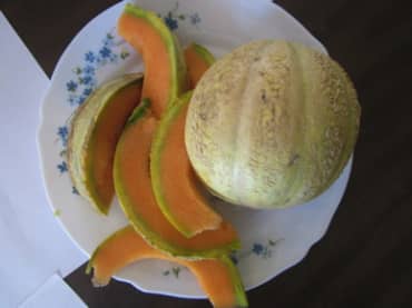 MELON 'Golden Gopher'