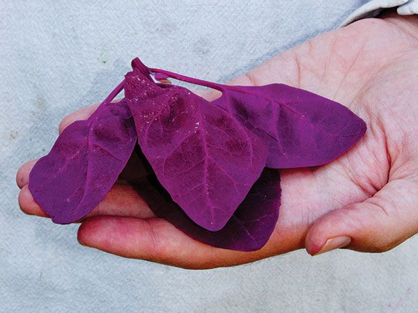 ORACH 'Red'