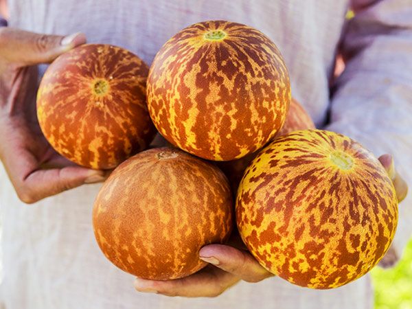 MELON 'Tigger'