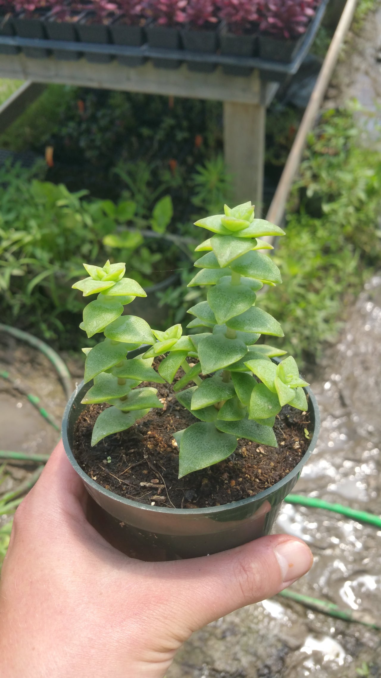 Crassula perforata 'String of Buttons'