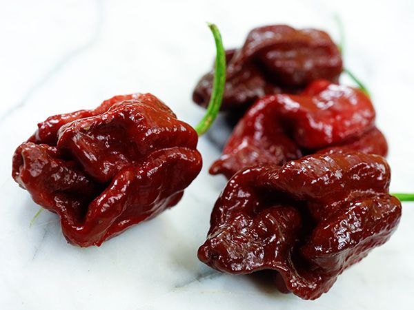 PEPPER 'Chocolate Trinidad Scorpion'