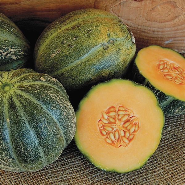 MELON 'Emerald Gem'