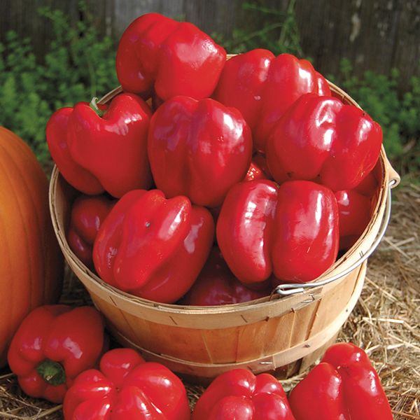 PEPPER 'King Crimson Bell'