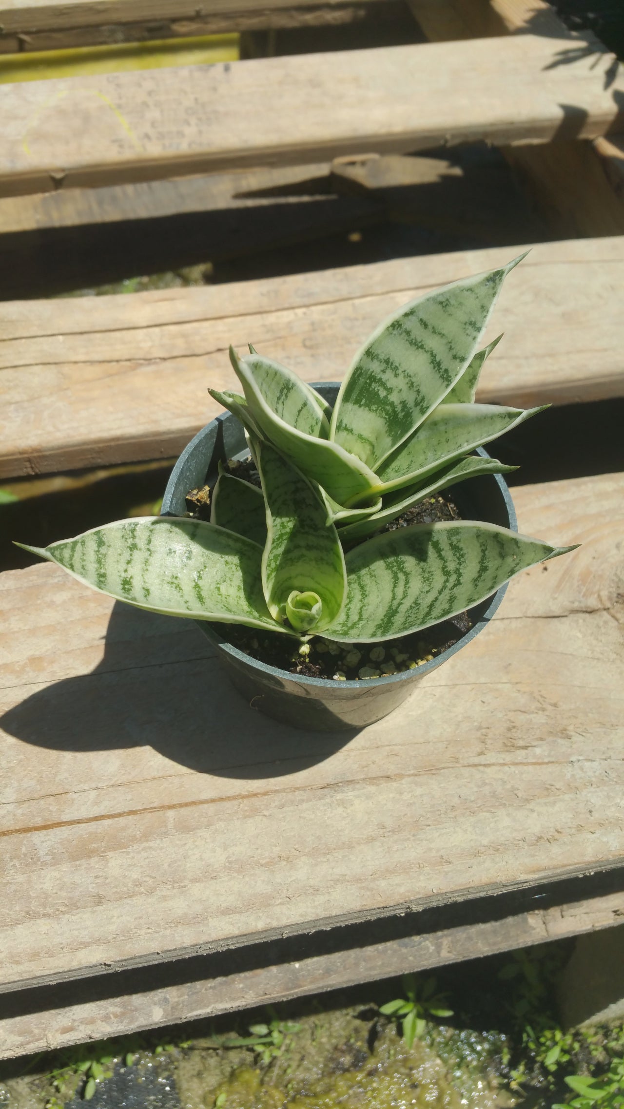 Sansevieria trifasciata hahnii --Silver Marginata Snake Plant--