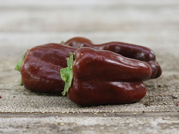 PEPPER 'Sweet Chocolate'